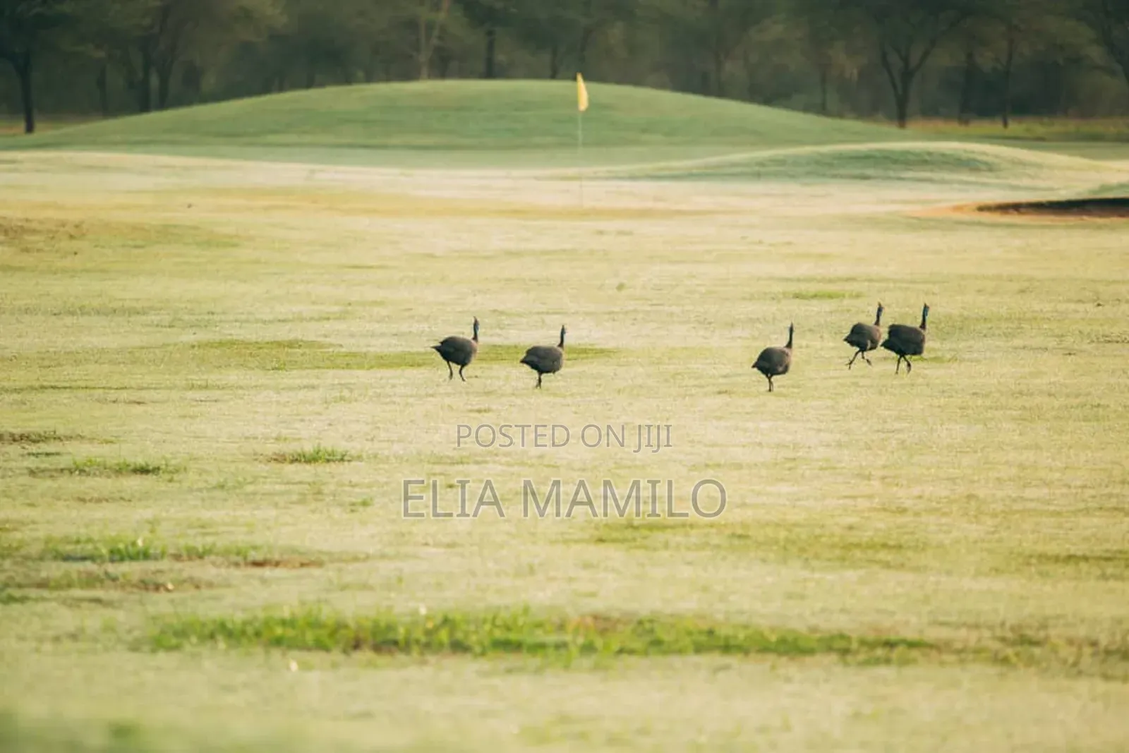 1 Acre Plot for Sale in Kiligolf Estate in Arusha