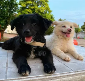 0-1 month Male Purebred Maltese Shih Tzu