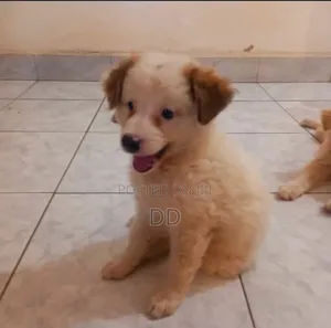 0-1 month Male Purebred Maltese Shih Tzu