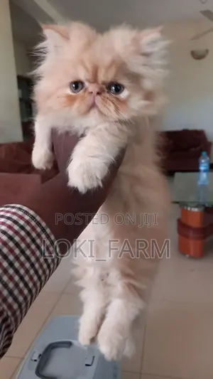 1-3 months Male Purebred Persian