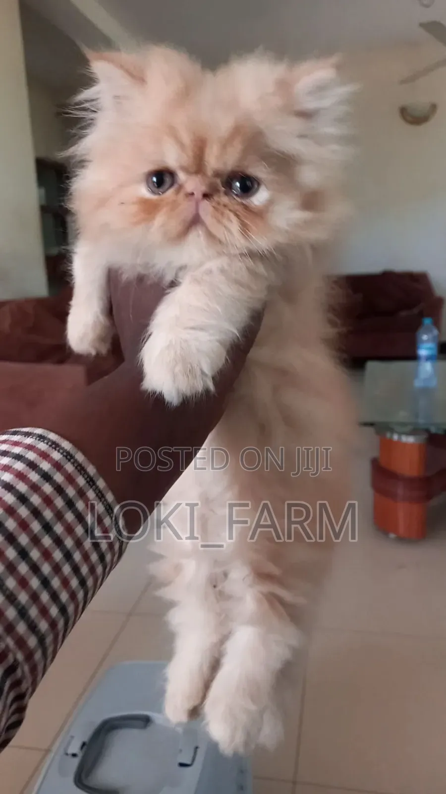 1-3 months Male Purebred Persian