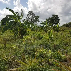 Shamba La Ekari 34 Lenye Mazao Linauzwa Mbwewe Pwani