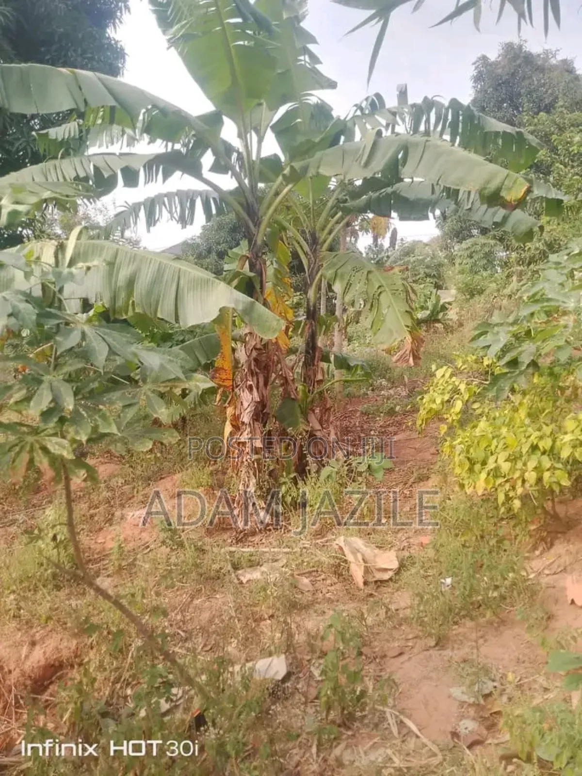 Shamba La Ekari 34 Lenye Mazao Linauzwa Mbwewe Pwani