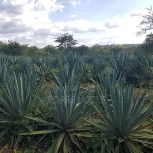 Shamba La Ekari 585 Linauzwa Pozo Handeni Tanga