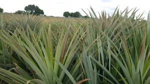 Shamba La Nanasi Na Migomba Inauzwa