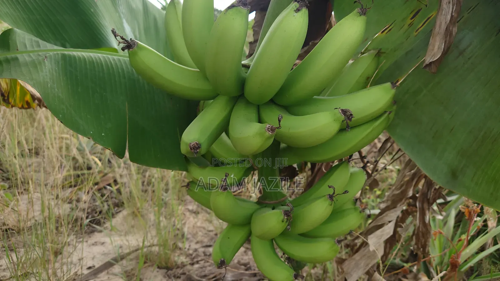 Shamba La Nanasi Na Migomba Inauzwa