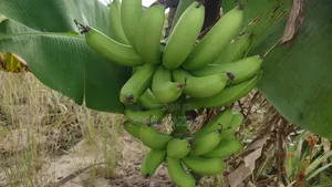 Shamba La Nanasi Na Migomba Inauzwa