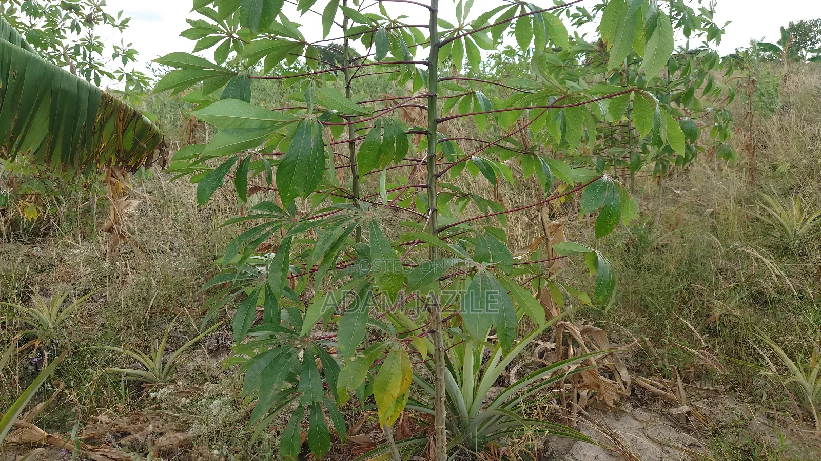 Shamba La Nanasi Na Migomba Inauzwa