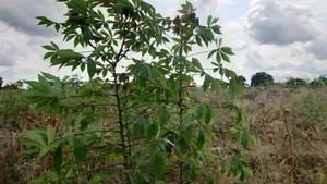 Shamba La Nanasi Na Migomba Inauzwa