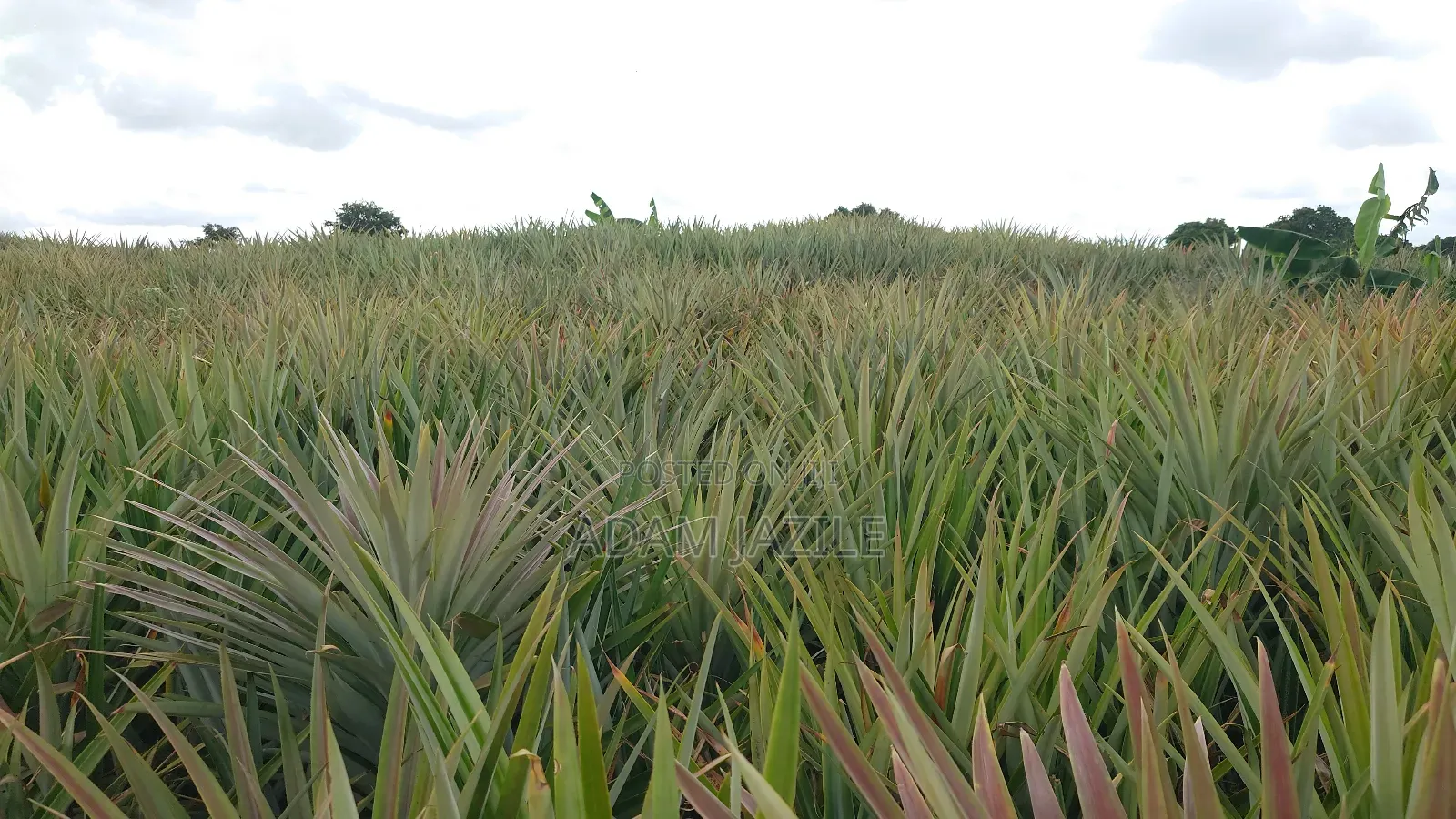 Shamba La Nanasi Na Migomba Inauzwa