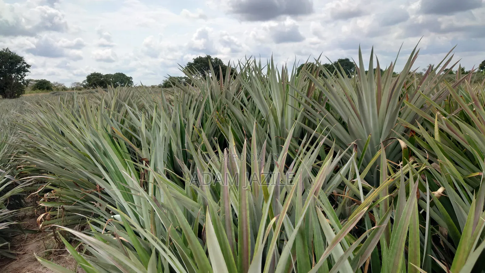 Shamba La Nanasi Na Migomba Inauzwa