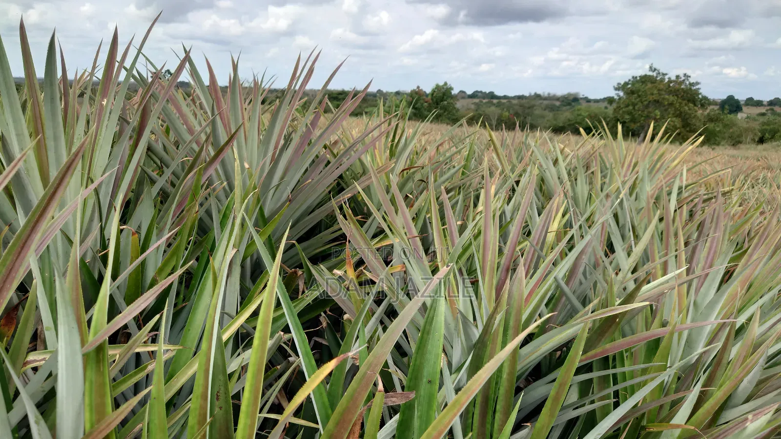 Shamba La Nanasi Na Migomba Inauzwa