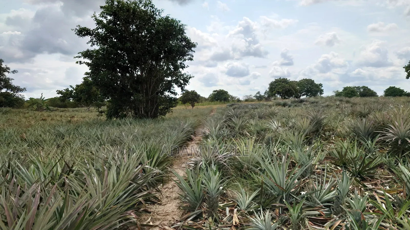 Shamba La Nanasi Na Migomba Inauzwa