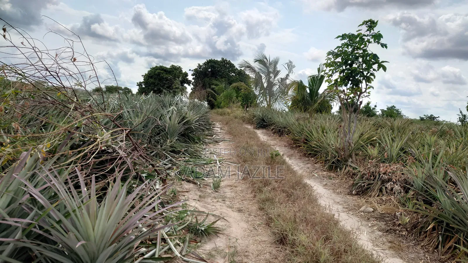 Shamba La Nanasi Na Migomba Inauzwa