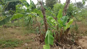 Mita 500 Kutoka Lami Mwavi Fukayosi