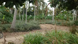Mita 500 Kutoka Lami Mwavi Fukayosi