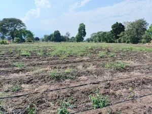 61 Hectare Farm for Sale in Usa River