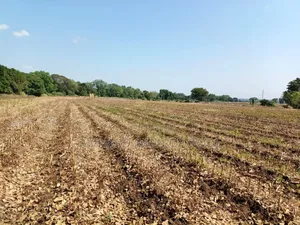 61 Hectare Farm for Sale in Usa River