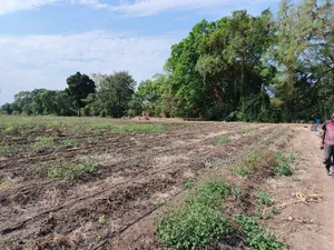 61 Hectare Farm for Sale in Usa River