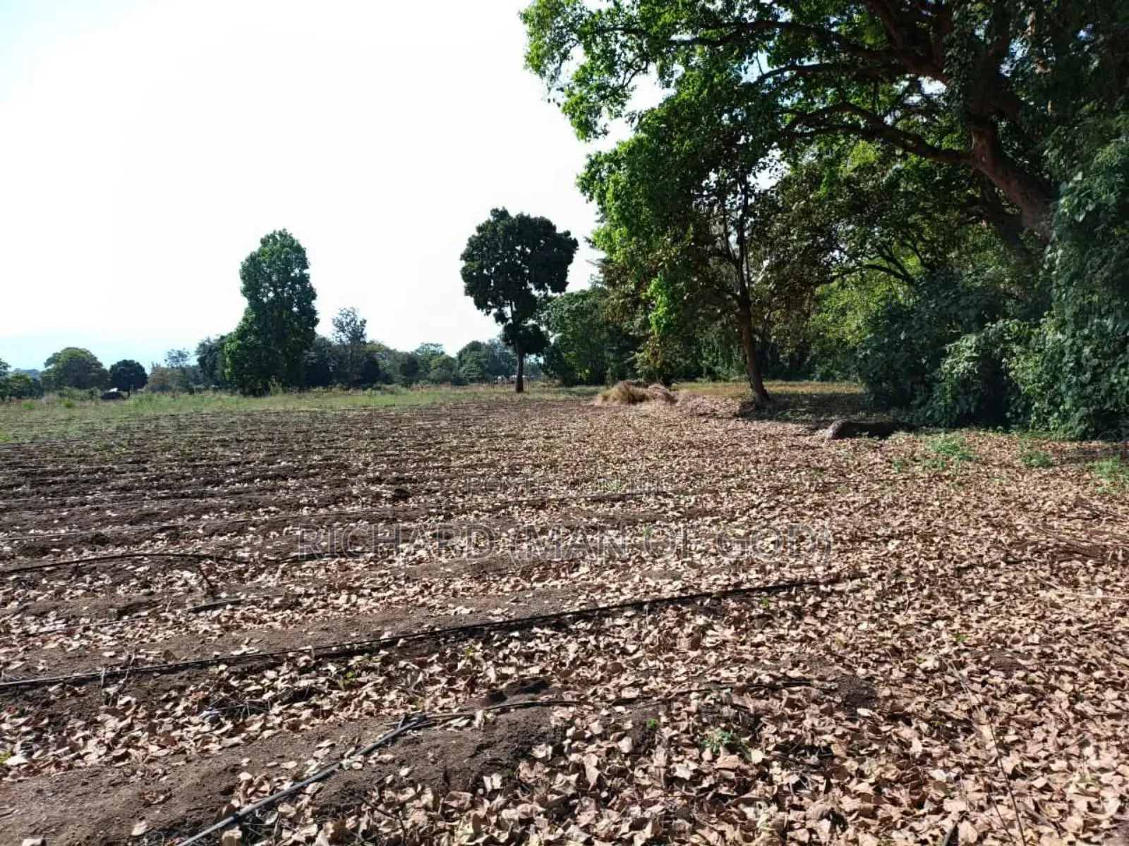 61 Hectare Farm for Sale in Usa River