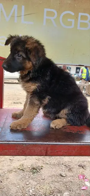 1-3 months Female Purebred German Shepherd