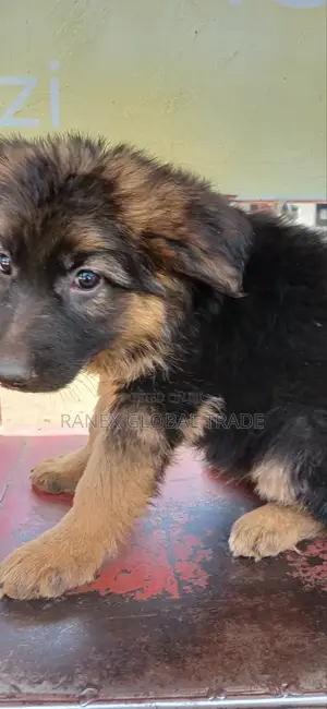 1-3 months Female Purebred German Shepherd