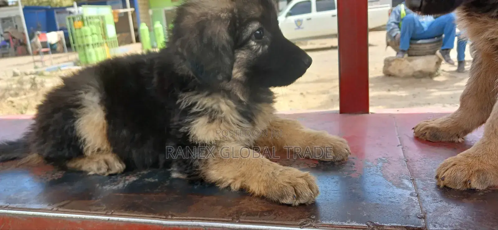 1-3 months Female Purebred German Shepherd
