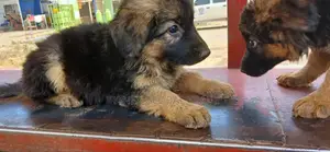 1-3 months Female Purebred German Shepherd