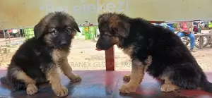 1-3 months Female Purebred German Shepherd