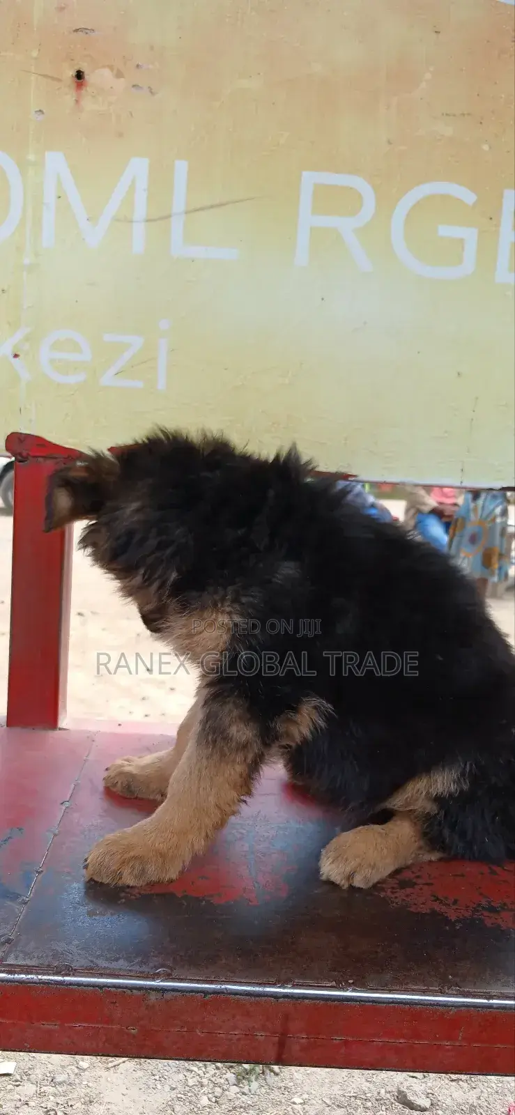 1-3 months Female Purebred German Shepherd