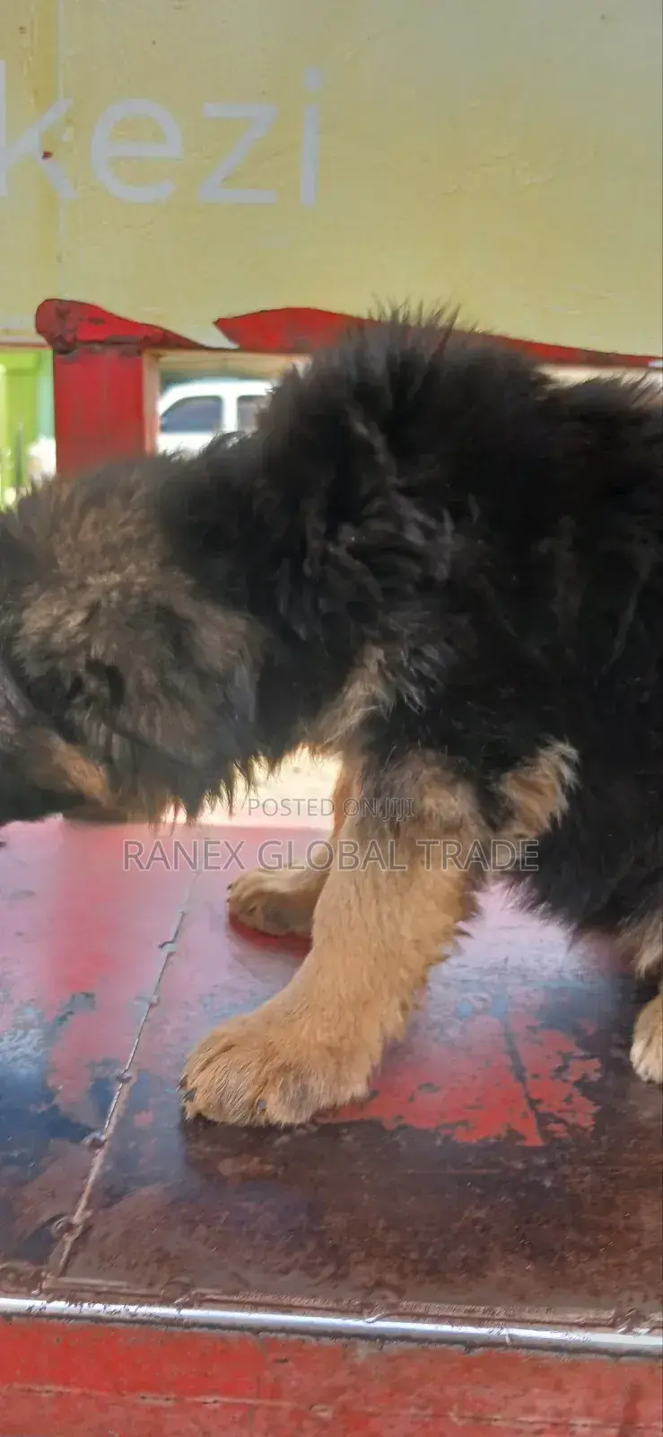 1-3 months Female Purebred German Shepherd