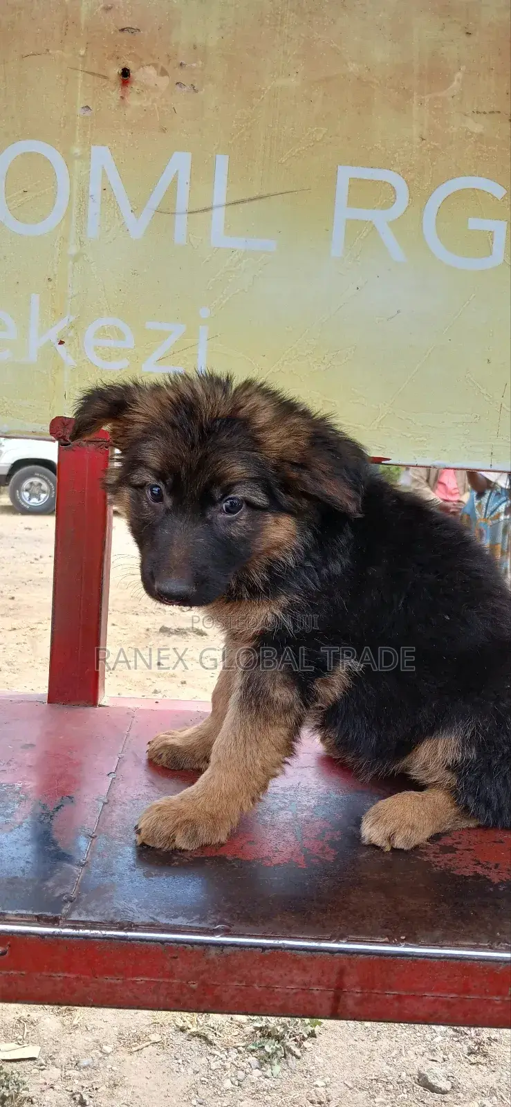 1-3 months Female Purebred German Shepherd