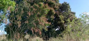 Shamba Lianauzwa Mbwewe Chalinze Pwani