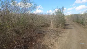 Shama La Ekari 20 Linauzwa Bagamoyo