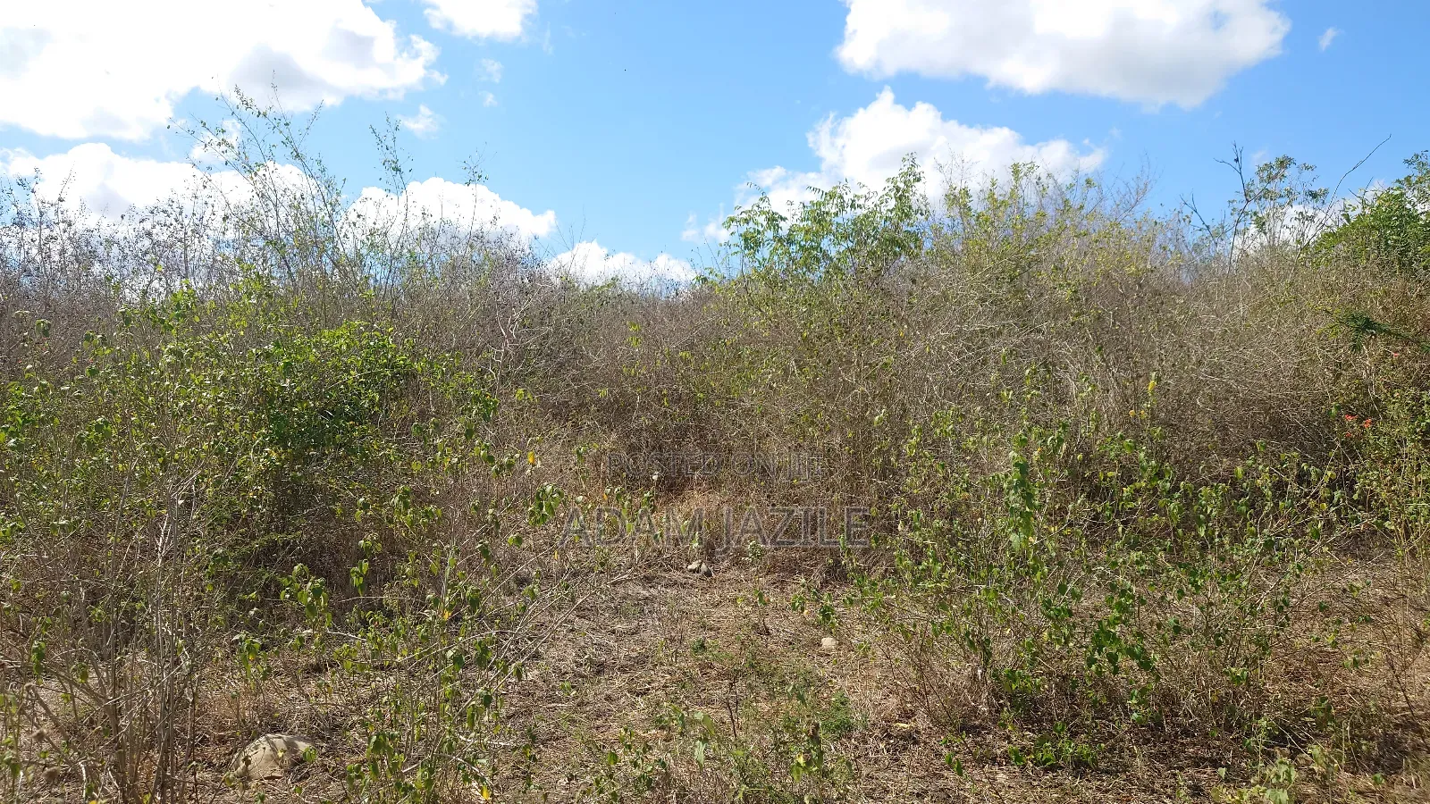 Shama La Ekari 20 Linauzwa Bagamoyo