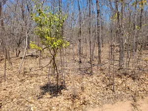 Shamba Linauzwa