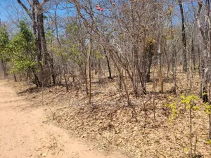 Shamba Linauzwa