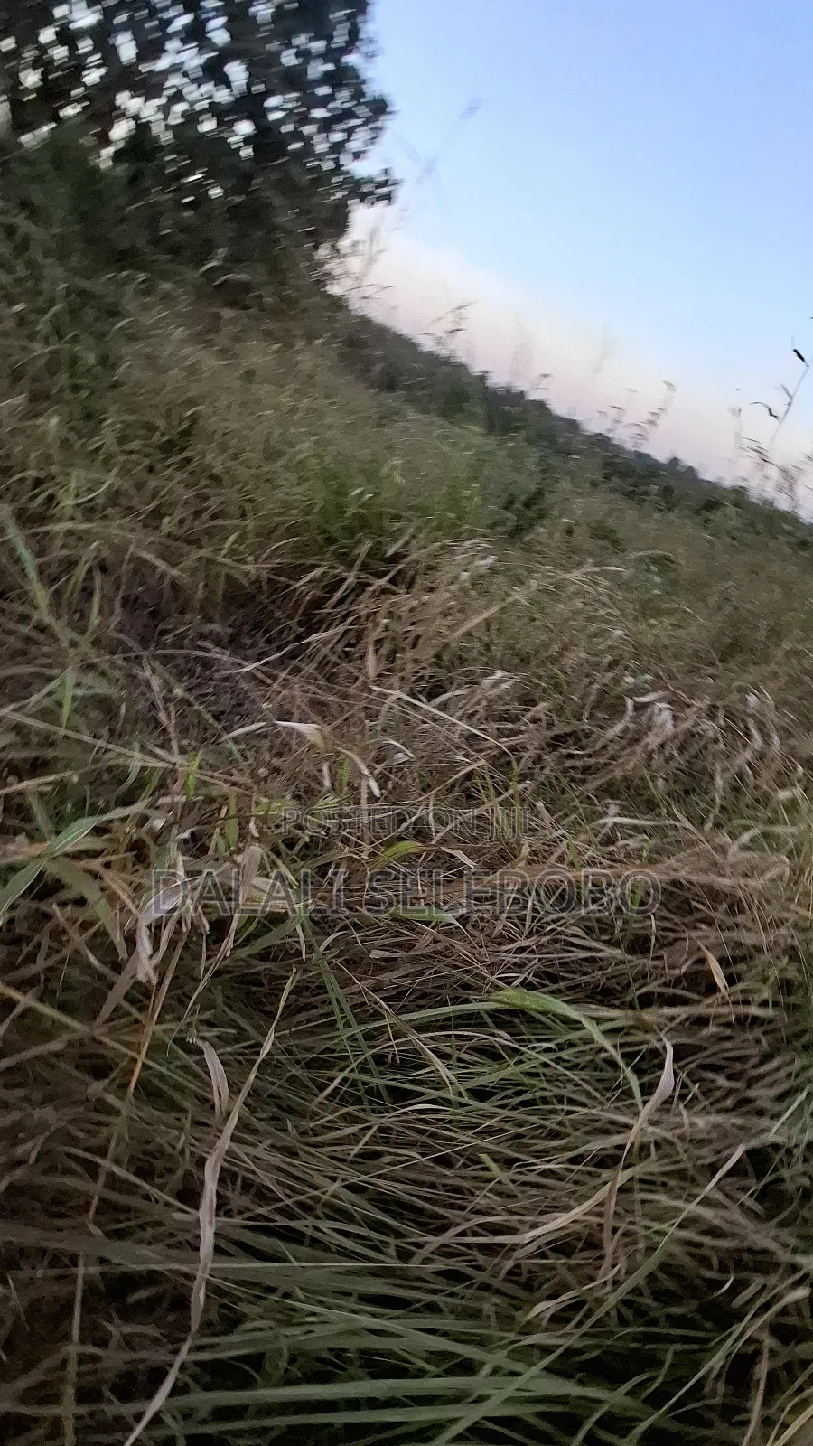 3hector at Vikawe Bagamoyo Mwanzoni