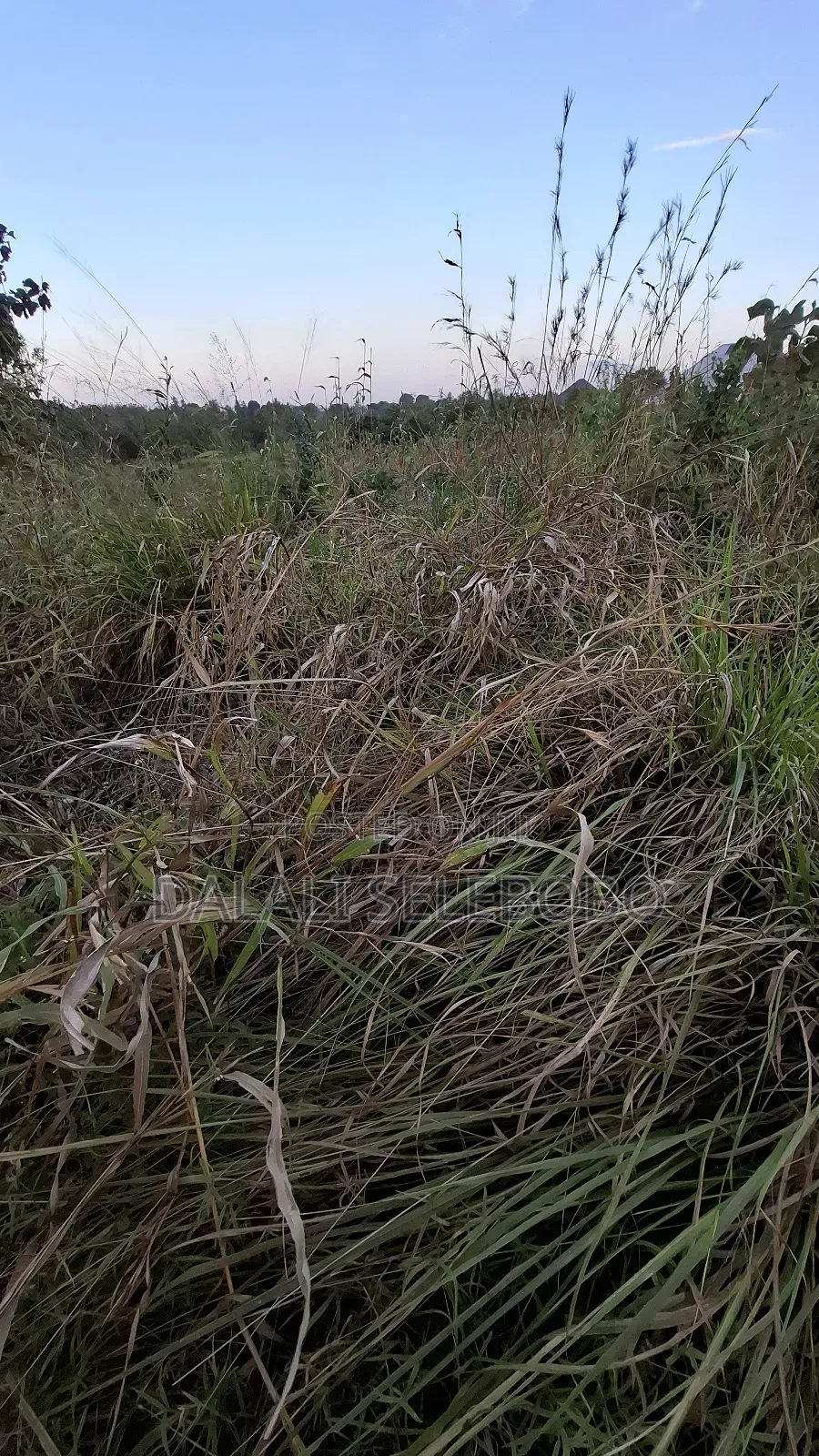 3hector at Vikawe Bagamoyo Mwanzoni