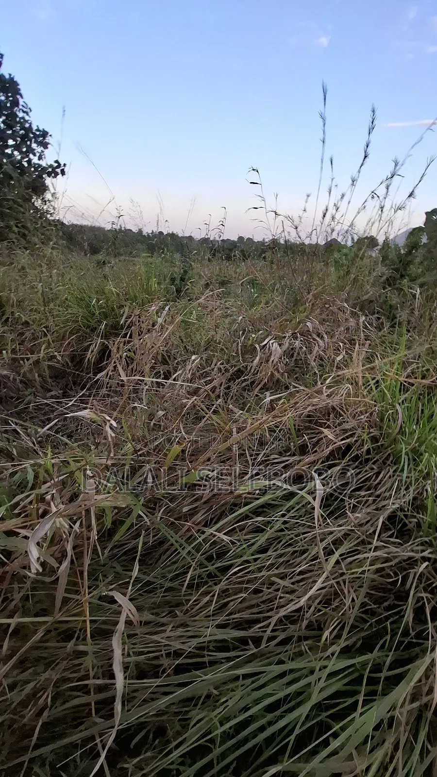 3hector at Vikawe Bagamoyo Mwanzoni