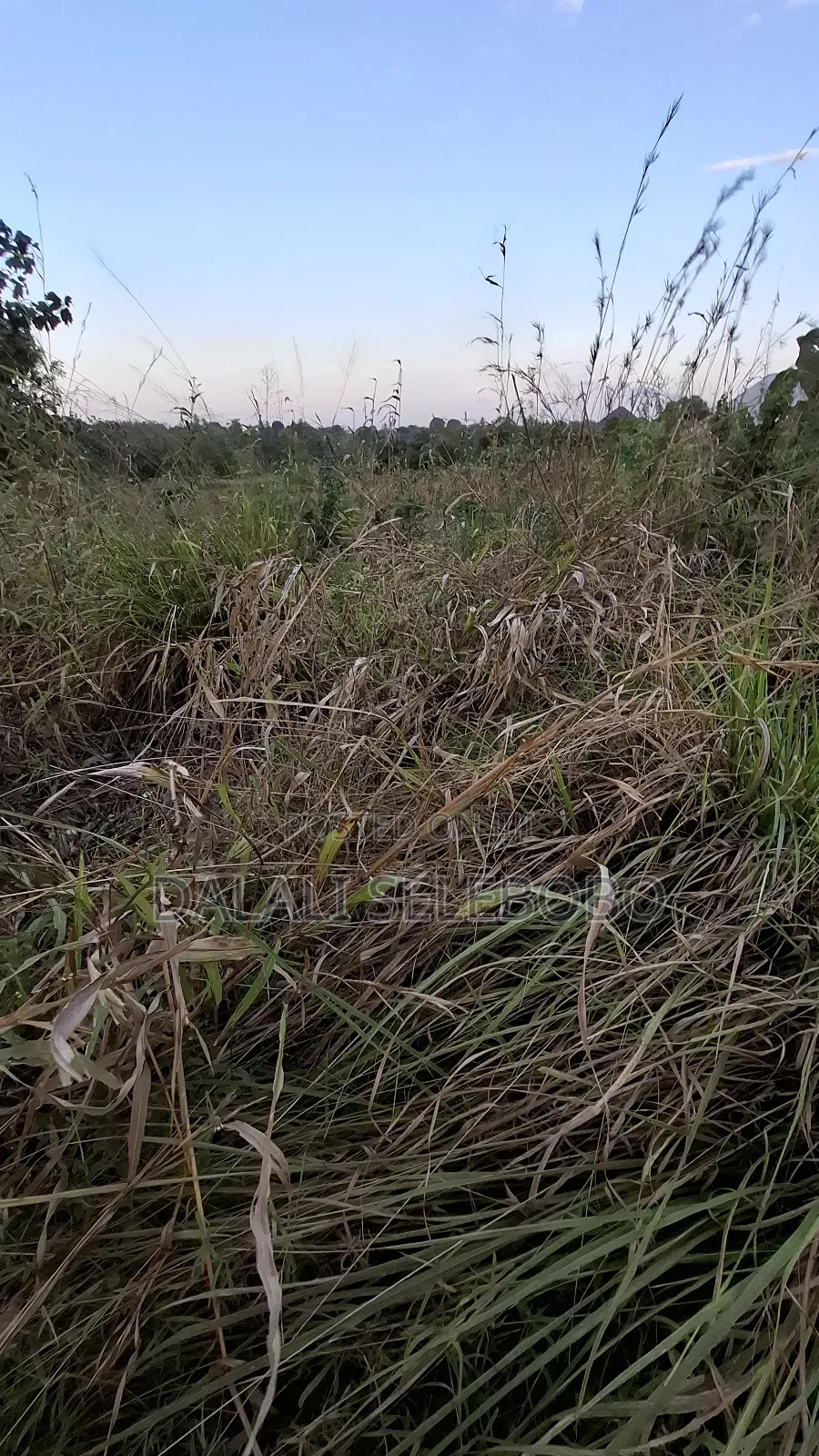 3hector at Vikawe Bagamoyo Mwanzoni