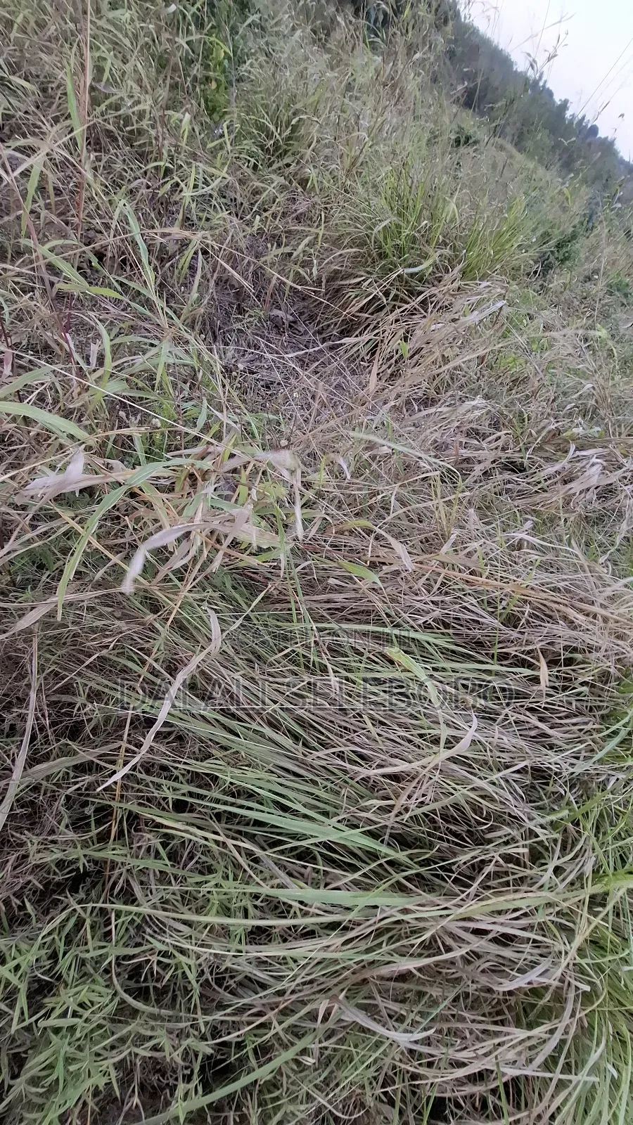 3hector at Vikawe Bagamoyo Mwanzoni