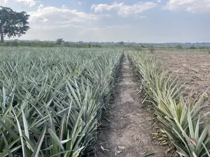 Shamba La Nanasi Linauzwa Fukasi Eka 20