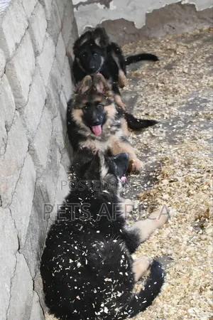 1-3 months Male Purebred German Shepherd