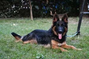 6-12 months Female Purebred German Shepherd