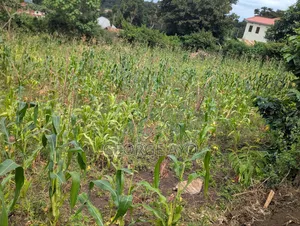 Viwanja Vyenye Mandhari Tulivu Kwa Makazi