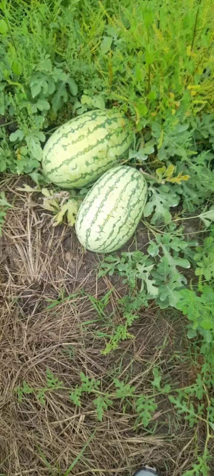 Farm for Sale Along Ruvu River at Vigwaza Coast Region