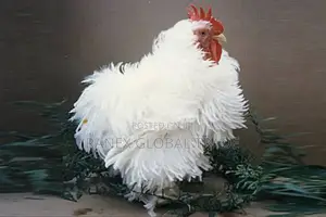 Kuku Frazzel