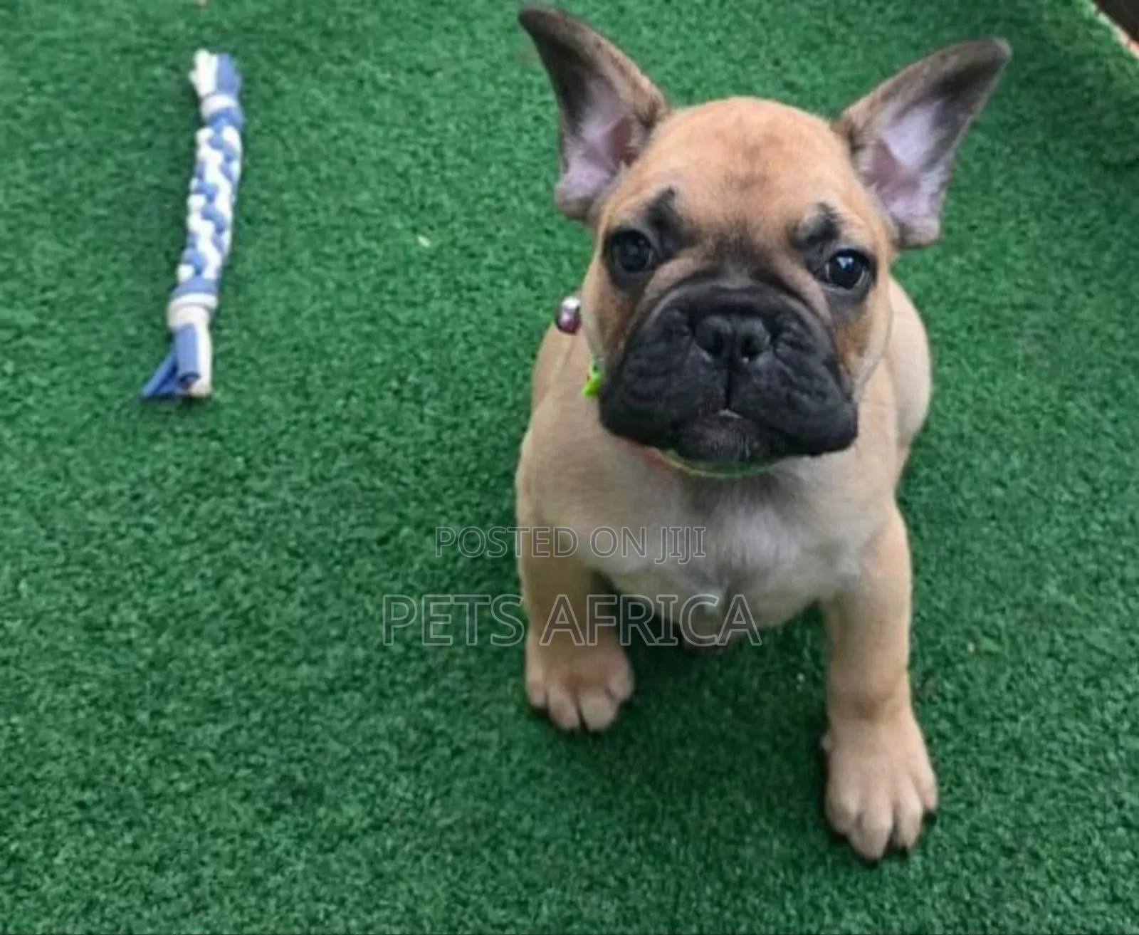 1-3 months Male Purebred French Bulldog
