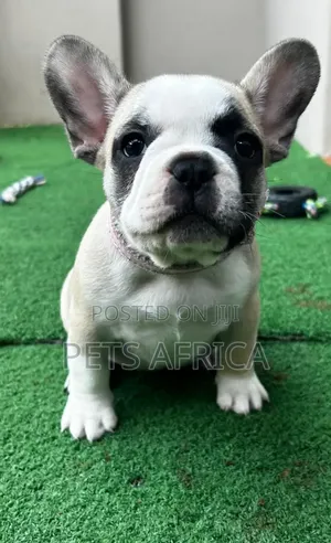 1-3 months Male Purebred French Bulldog
